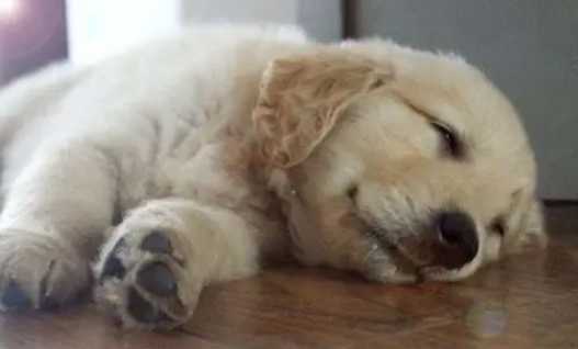 狗中毒急救 狗中毒急救