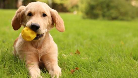 拉布拉多飼養 拉布拉多飼養