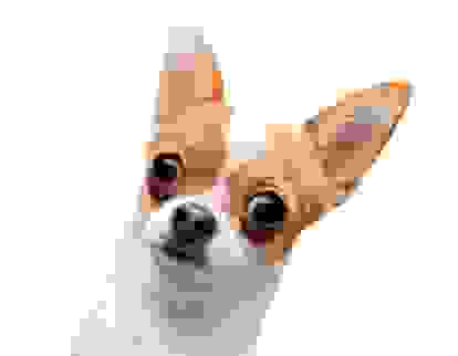 吉娃娃眼部疾病