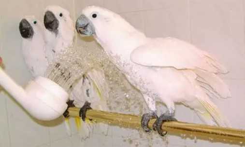如何讓鸚鵡洗澡 如何讓鸚鵡洗澡