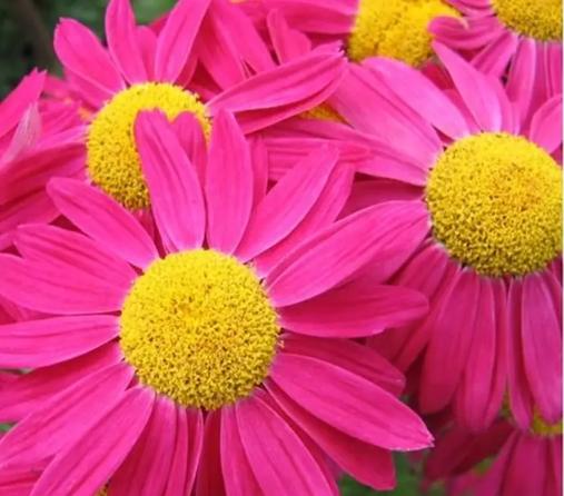 紅色雛菊象徵 紅色雛菊象徵