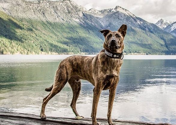 台灣原生犬種 台灣原生犬種
