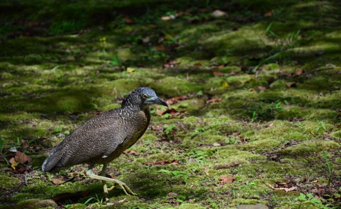 黑冠麻鷺亞成特徵