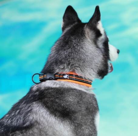 狗狗防舔頭套完整指南：如何選擇、使用與解決常見問題