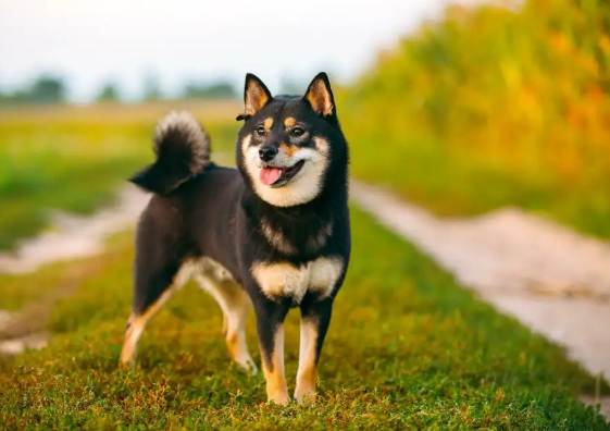 黑柴毛色照顧 黑柴毛色照顧