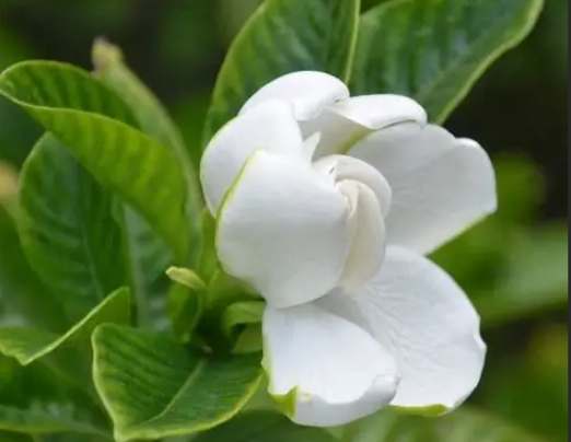 梔子花色變 梔子花色變