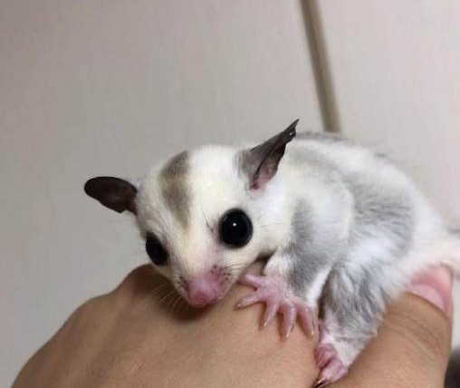 蜜袋鼯懷孕徵兆