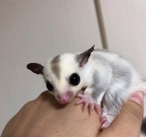 蜜袋鼯懷孕徵兆全解析：從行為到身體變化的完整判斷指南