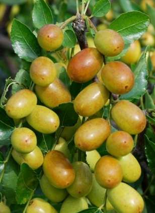 苗栗採果行程 苗栗採果行程