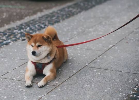 柴犬夏天照顧 柴犬夏天照顧