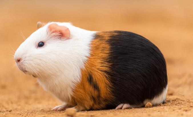 天竺鼠生长阶段 天竺鼠生长阶段