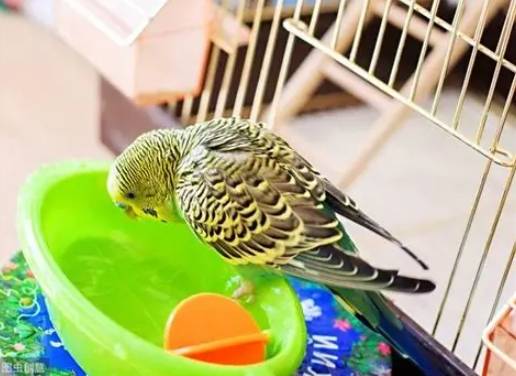 寵物鳥洗澡技巧