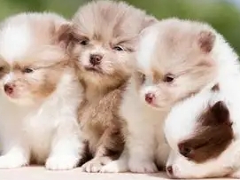 迷你犬推薦 迷你犬推薦