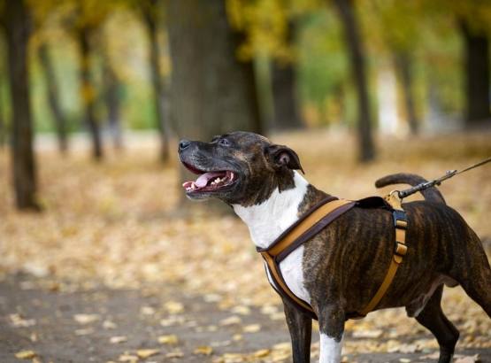 牽狗技巧 牽狗技巧