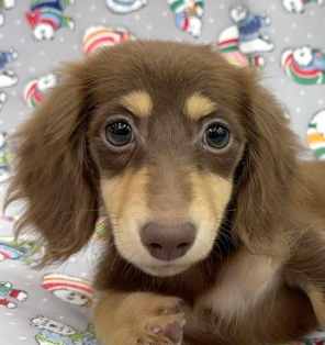 臘腸狗飼養費用 臘腸狗飼養費用