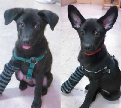 狗耳朵黑點 狗耳朵黑點