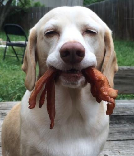 狗狗吃蝦殼安全 狗狗吃蝦殼安全