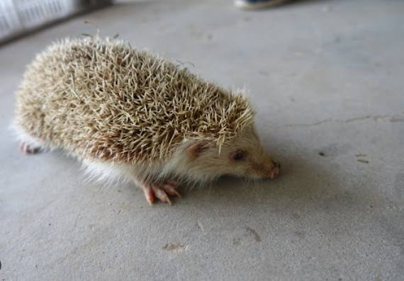 寵物刺蝟護理 寵物刺蝟護理