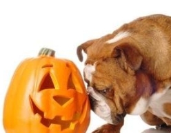 狗狗吃生南瓜 狗狗吃生南瓜