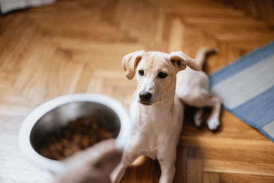 狗狗進食變慢原因