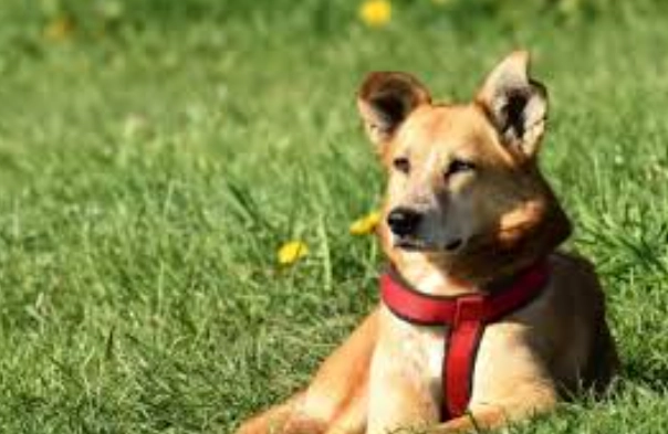 狗狗咬腳原因 狗狗咬腳原因