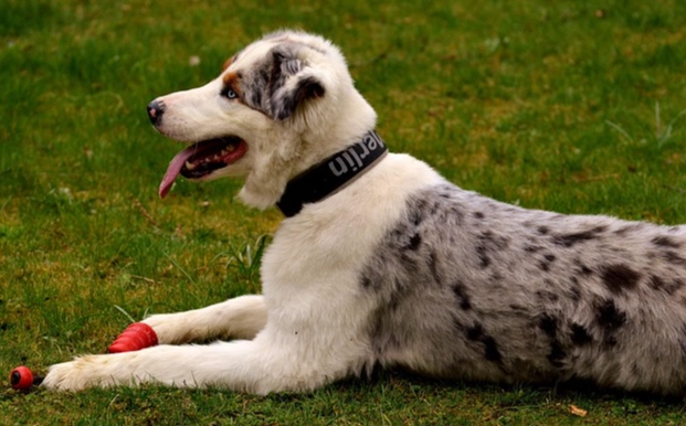 寵物傷口護理 寵物傷口護理