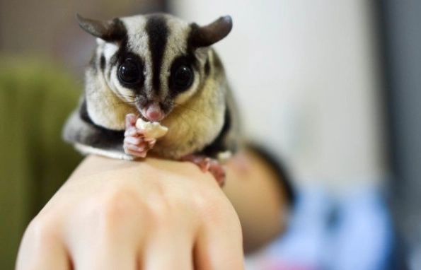 蜜袋鼯放風時間