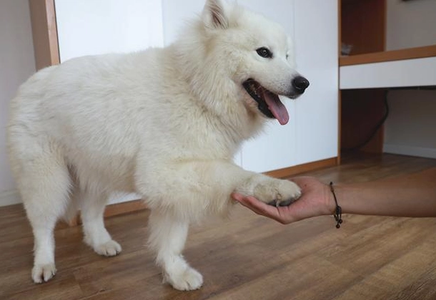 正向訓練有效性