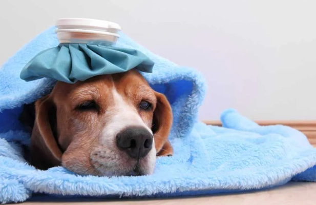 狗狗發燒怎麼辦
