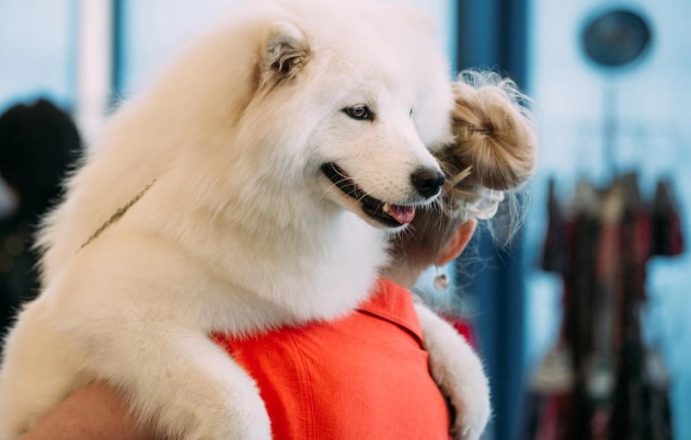 狗狗健康體重 狗狗健康體重