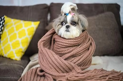 狗狗手術後發抖正常嗎