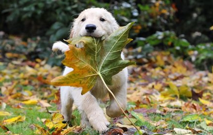 寵物腫瘤治療 寵物腫瘤治療