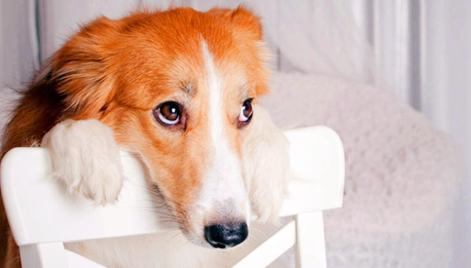 寵物表情心理學