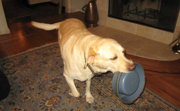 狗狗進食變慢原因