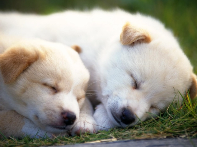 狗肉瘤症狀 狗肉瘤症狀