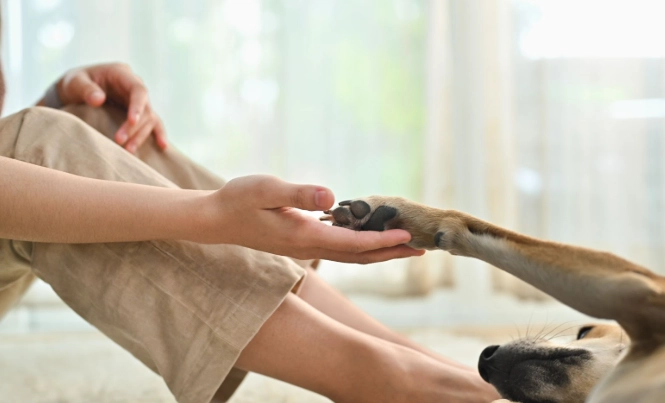 寵物皮膚問題 寵物皮膚問題