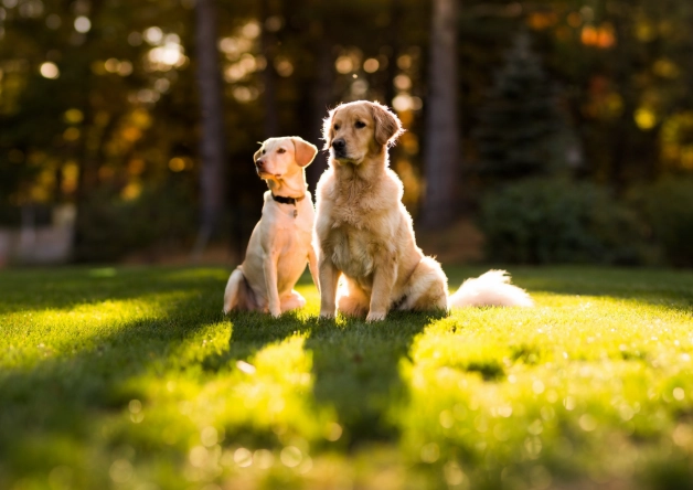 狗狗蛔蟲藥副作用