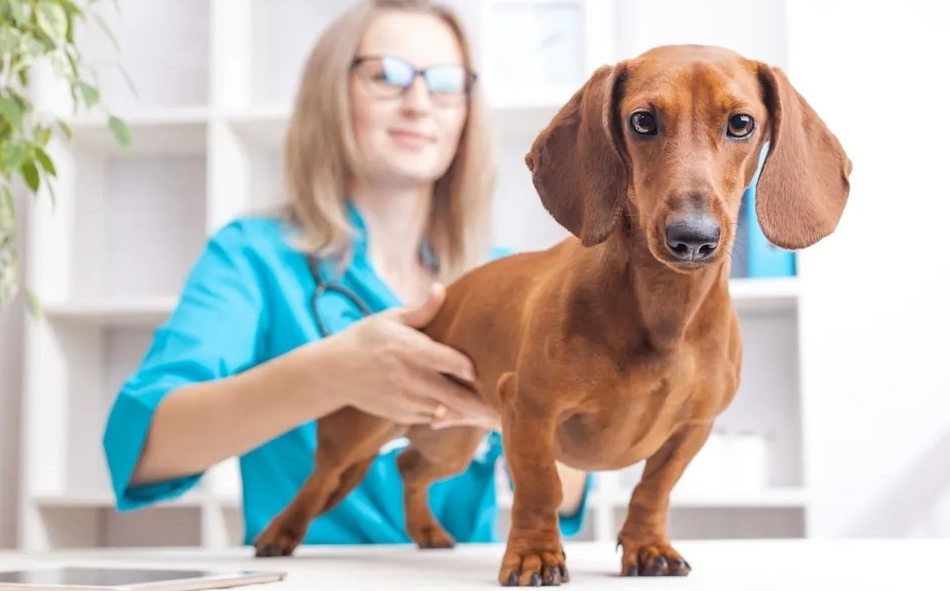 臘腸狗脊椎問題 臘腸狗脊椎問題
