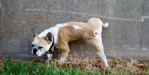 教狗狗定點大小便