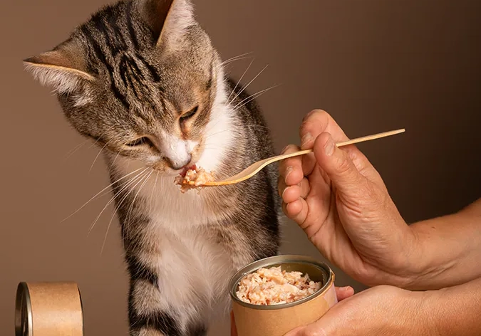 貓咪換季不吃飯