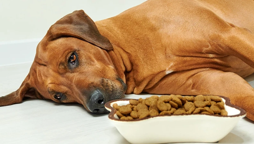 狗狗氣喘治療 狗狗氣喘治療