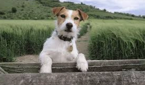 傑克羅素梗長毛特徵