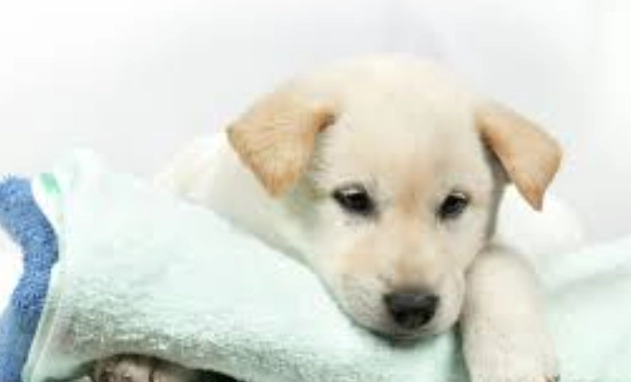 狗狗呼吸困難急救