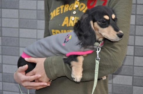 臘腸狗脊椎問題 臘腸狗脊椎問題