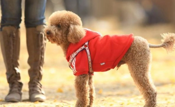 打狗後遺症症狀