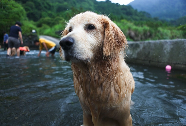 宜蘭狗游泳地點