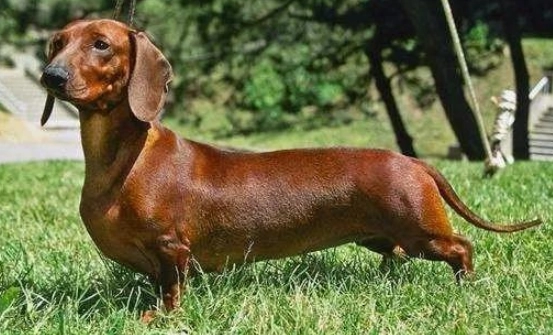 臘腸狗脊椎問題 臘腸狗脊椎問題