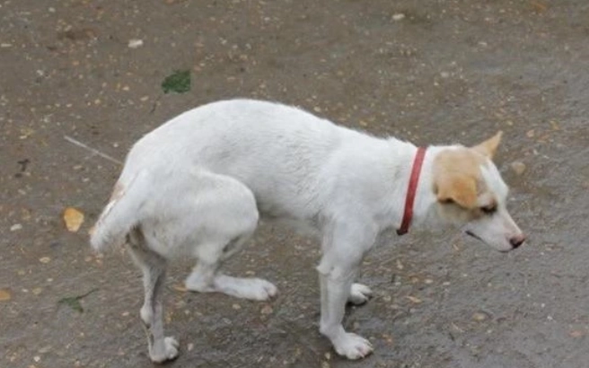 狗狗體罰禁忌 狗狗體罰禁忌