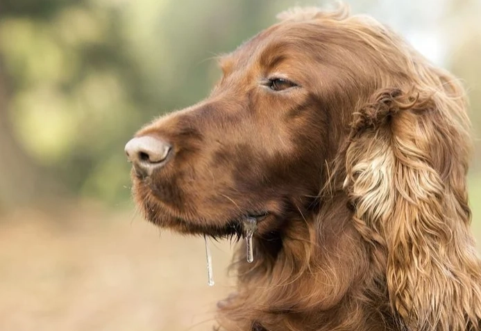 狗突然流口水 狗突然流口水