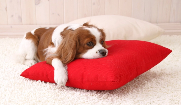 狗狗脾臟腫瘤治療 狗狗脾臟腫瘤治療